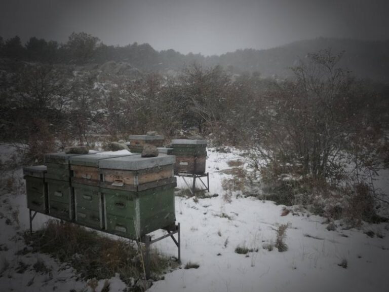 miel tia pili 1 768x576