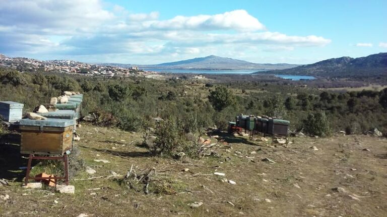 miel tia pili 5 768x432