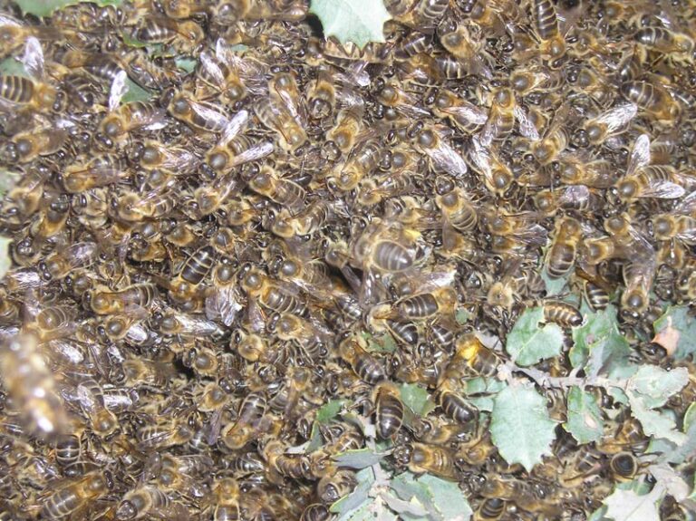 miel tia pili 6 768x575